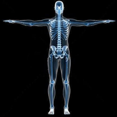 A digital representation of a skeleteon undergoing an x-ray